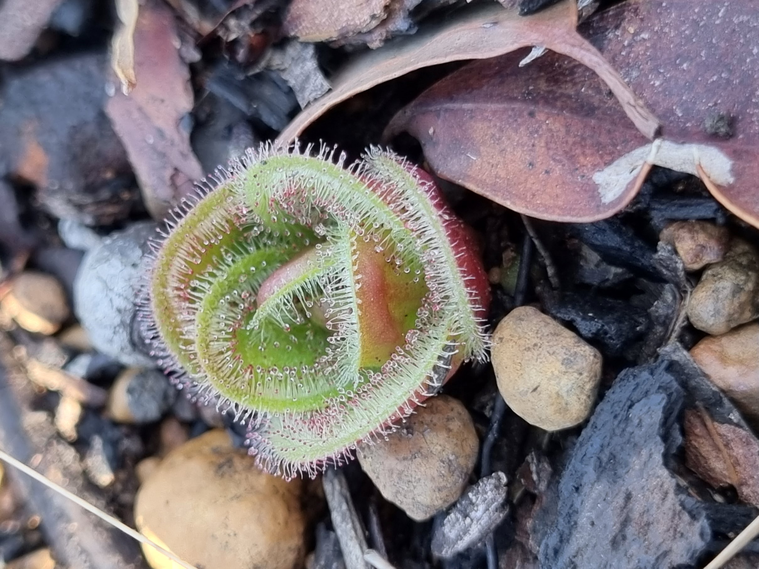 sp.